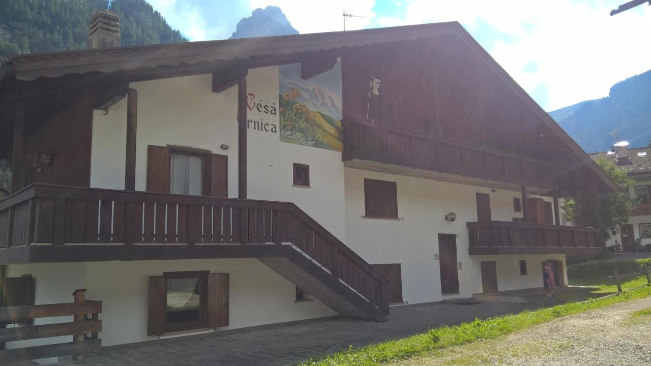 Arnica - billede 1