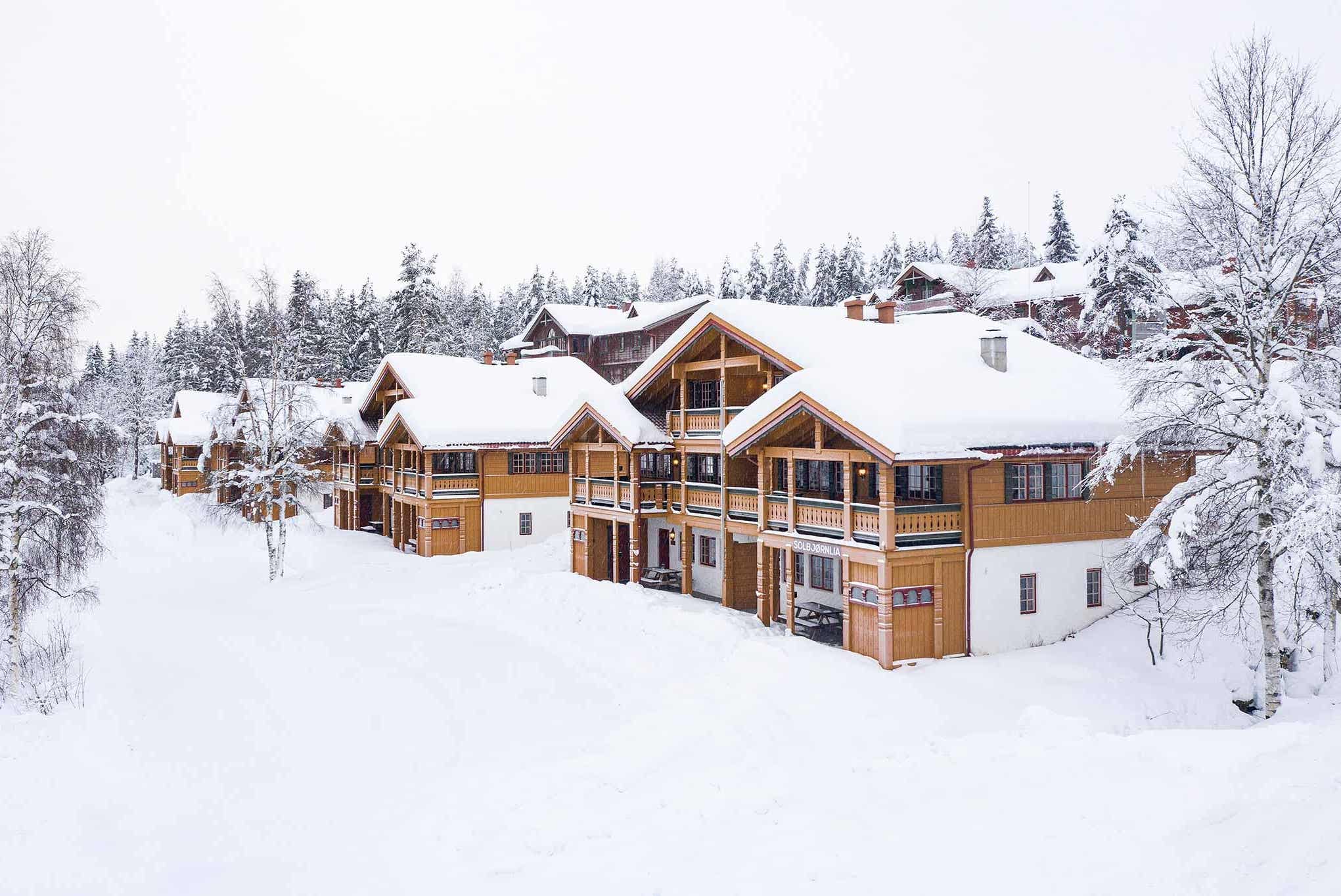 Solbjørnlia