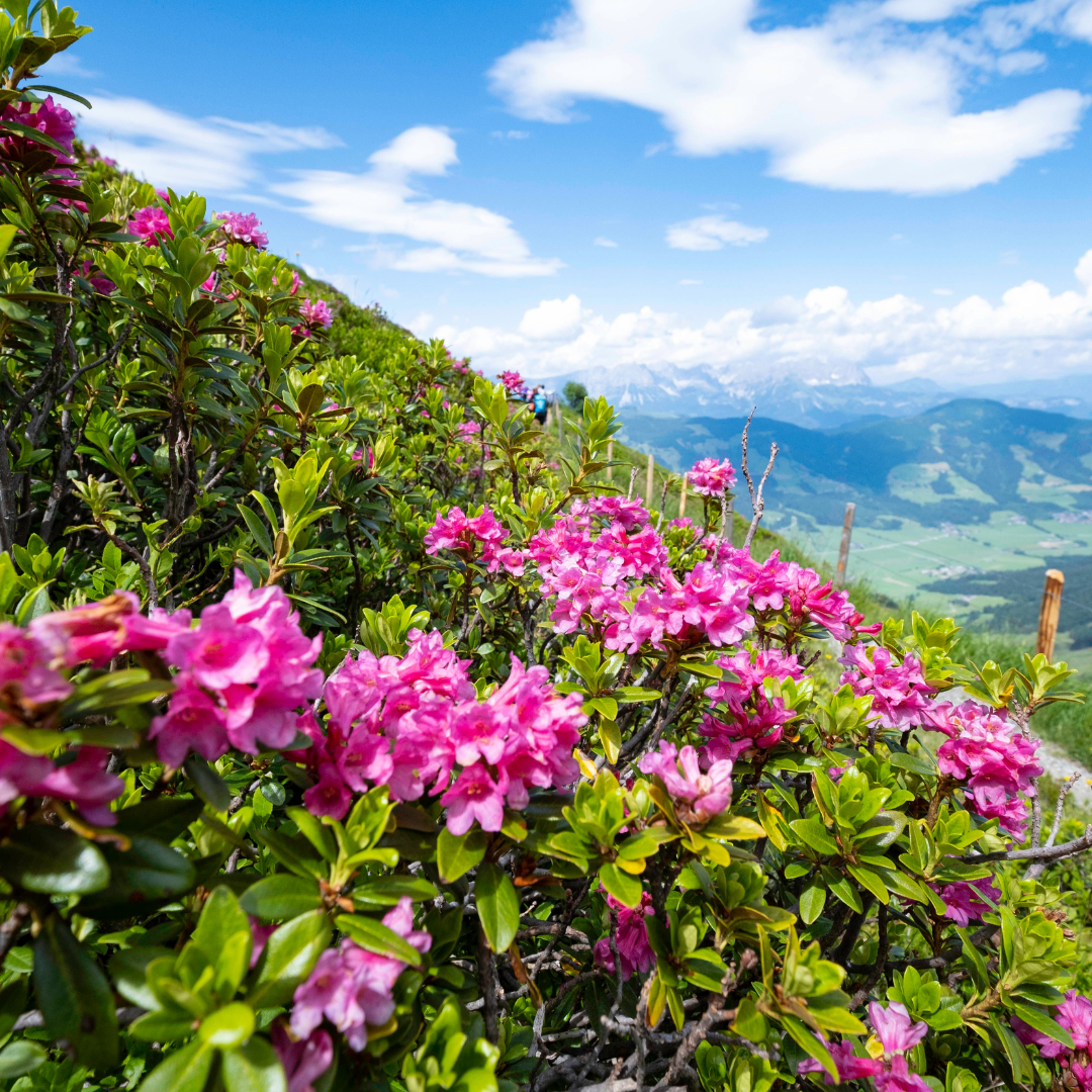 Levende lyserøde rhododendron blomstrer på en bjergside under Sommerferie i Westendorf, under en lys blå himmel oversået med skyer. De frodige grønne dale og fjerne bølgende bakker skaber en malerisk kulisse.