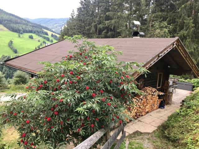 Wasserfallhutte Saalbach – billede 7