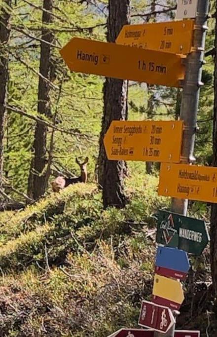 Mirador Auf Der Sonnenterrasse Von Saas-Fee – billede 4
