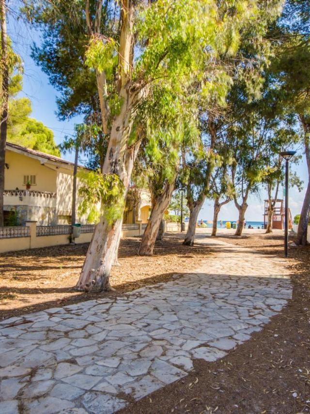 Ideal Property Mallorca - Villa Rosita 12 – billede 5