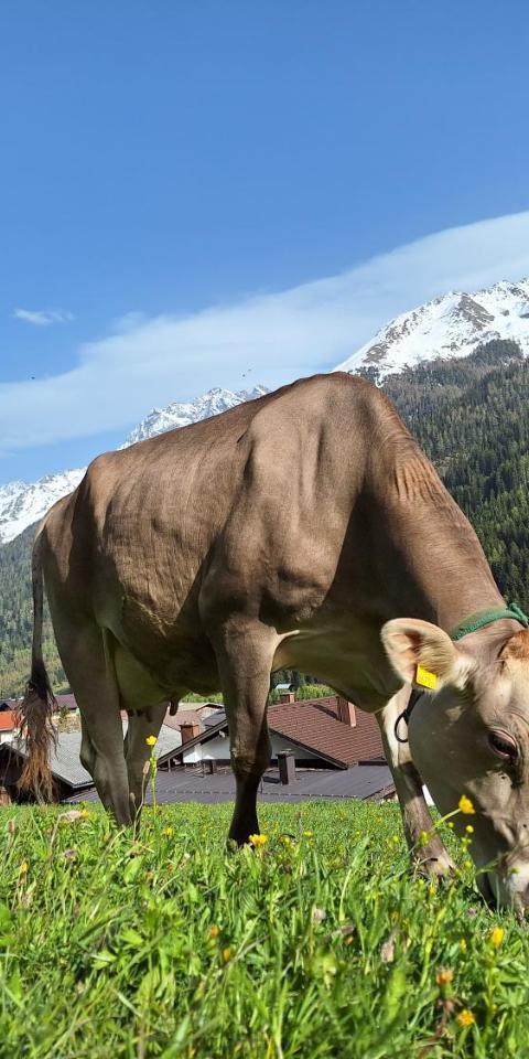 Gsorhof – St. Anton