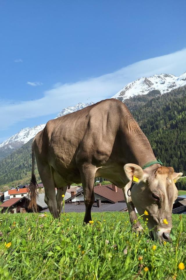 Gsorhof – billede 10