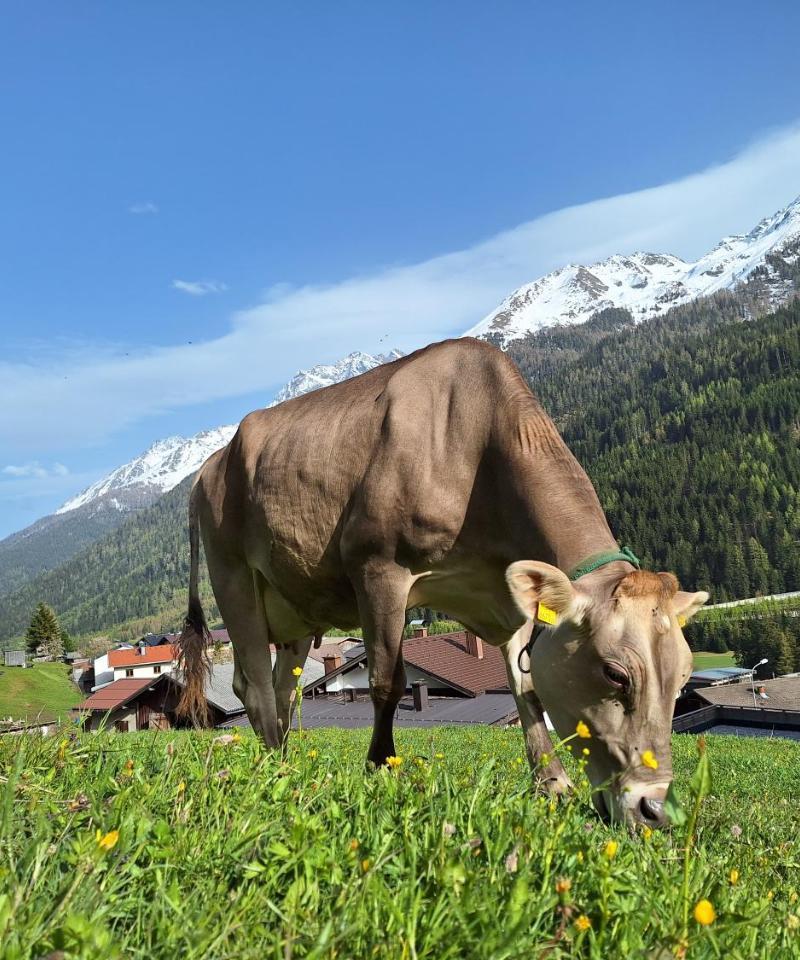Gsorhof