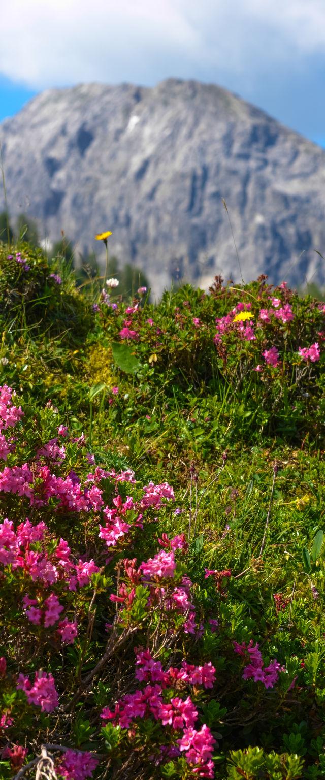 Steindlwald – bild 10