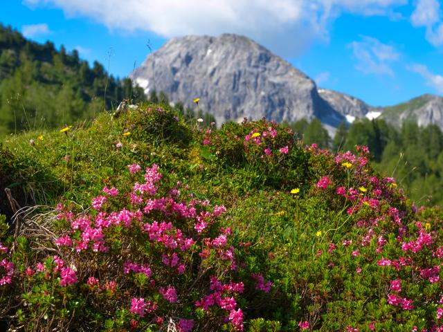 Steindlwald – billede 10
