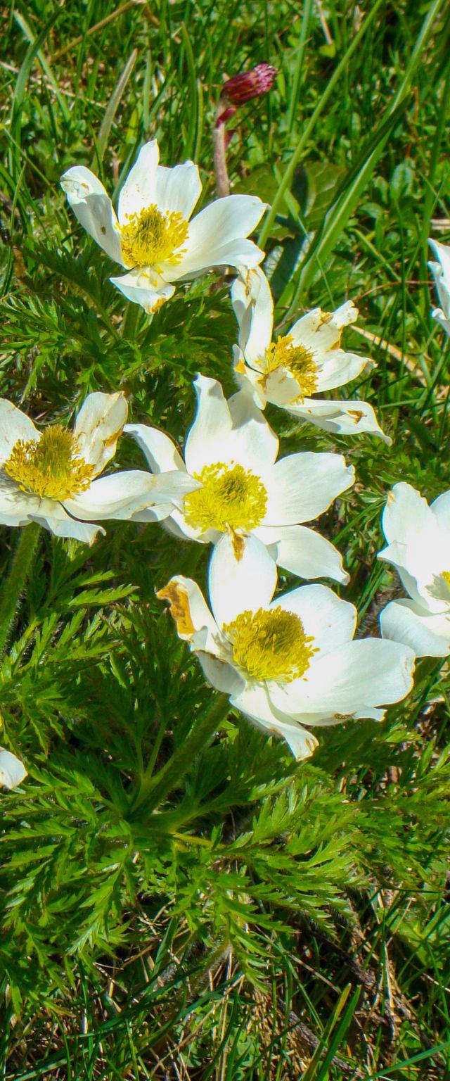 Gnadenalm – bild 16