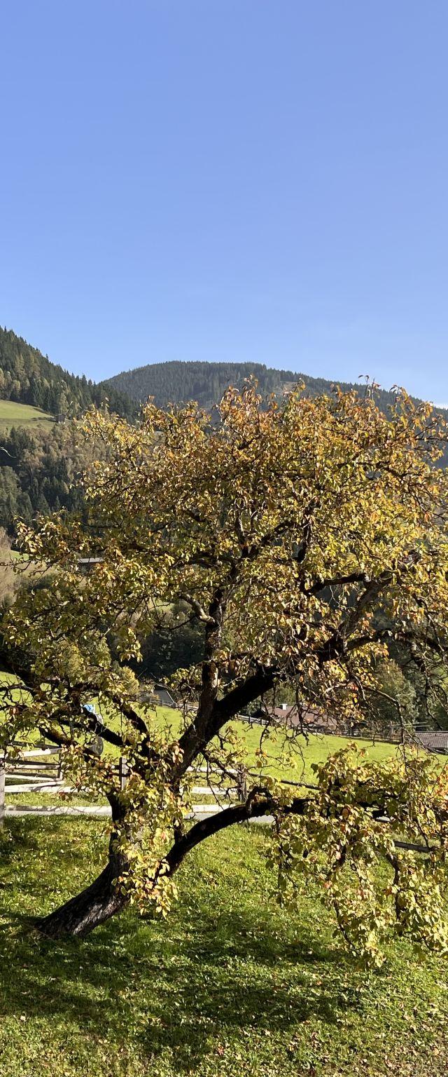 Bauernhof Gasteg (L) – billede 10