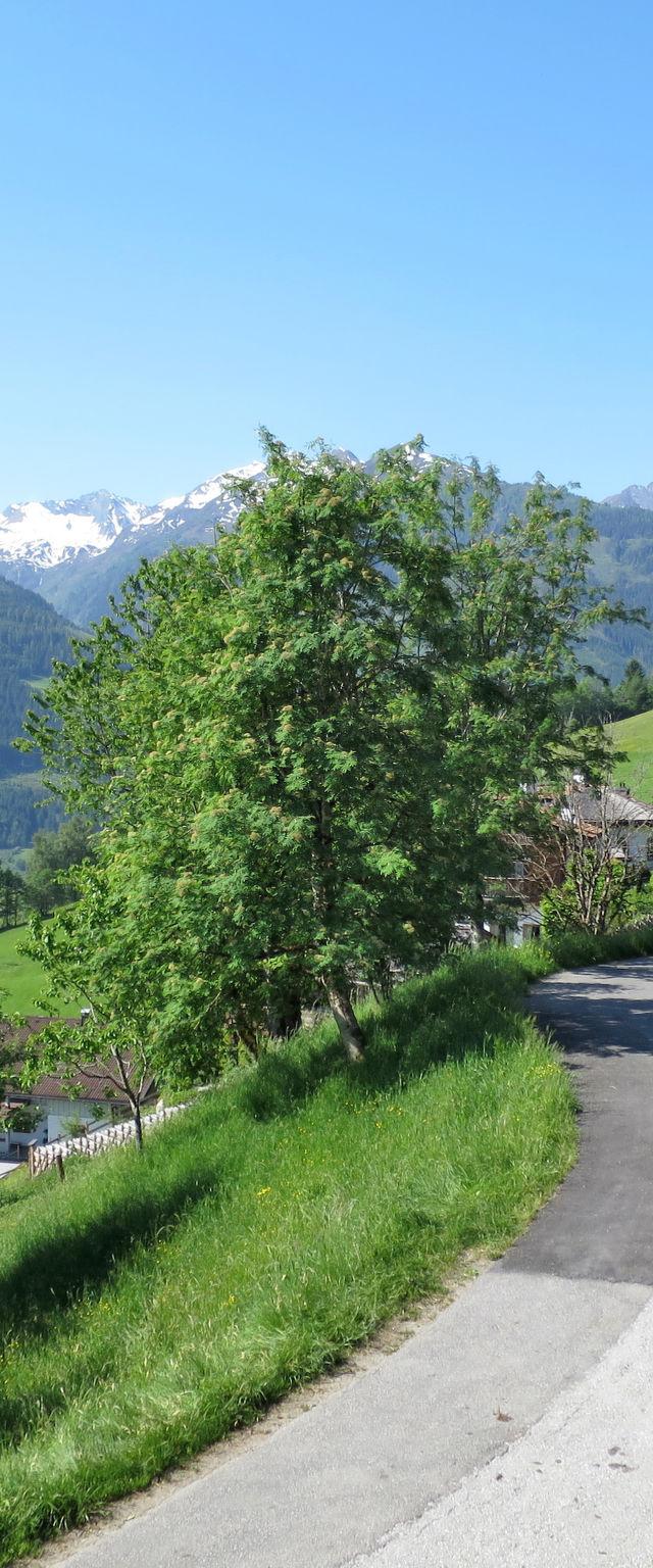 Haslinghof (PID235) – billede 21