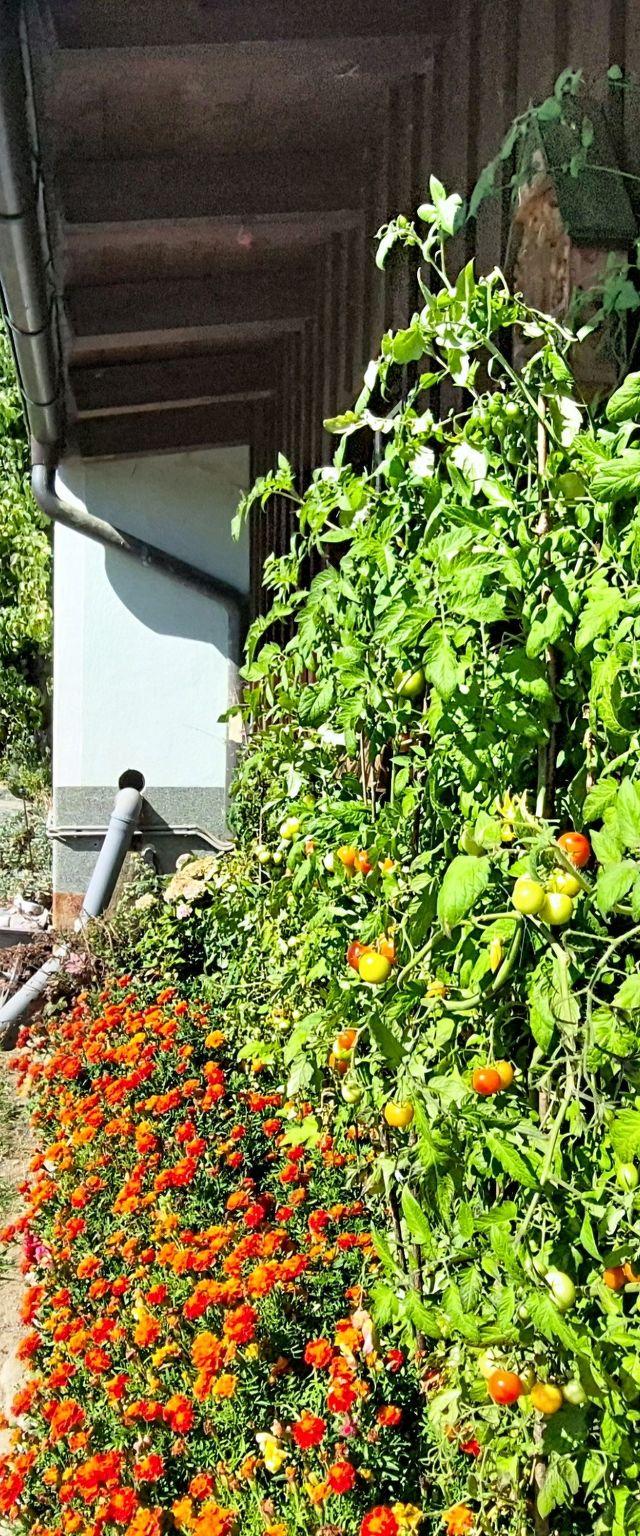 Angererhof – bild 52