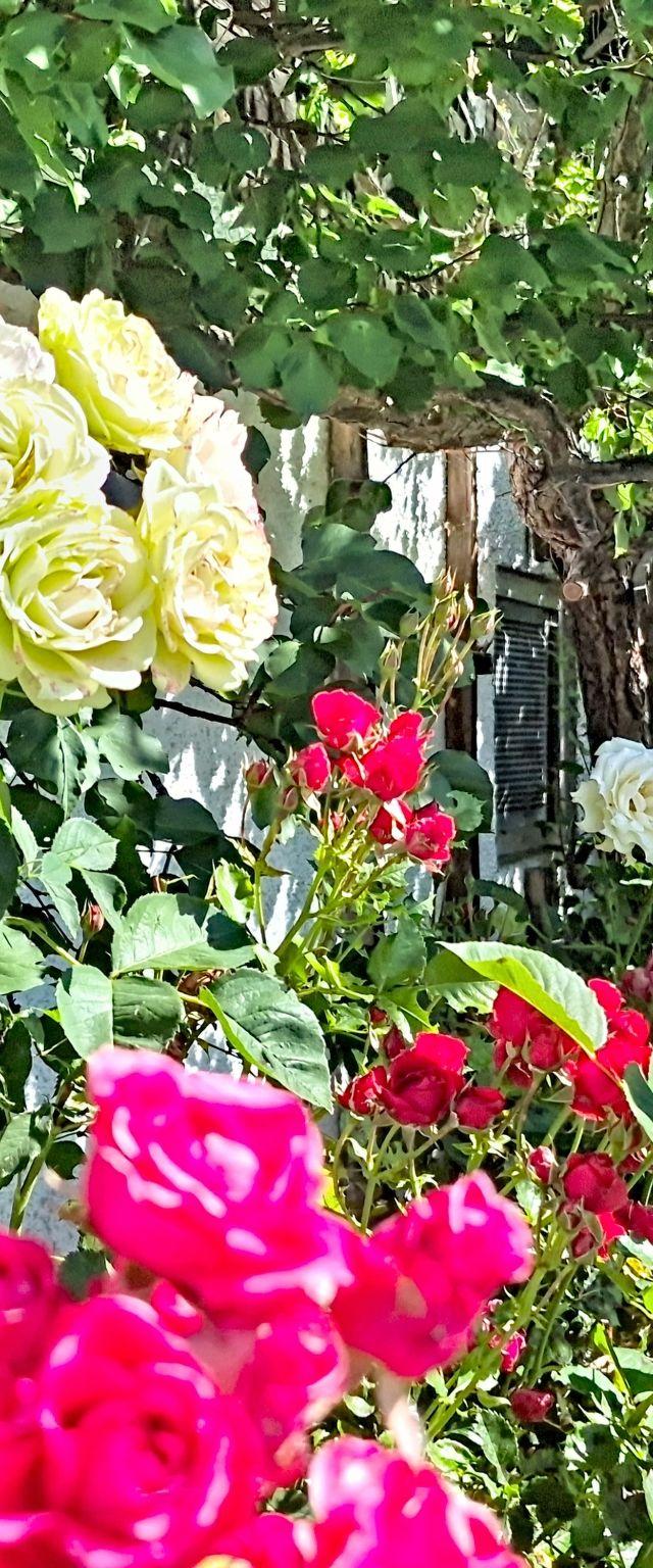 Angererhof – bild 55