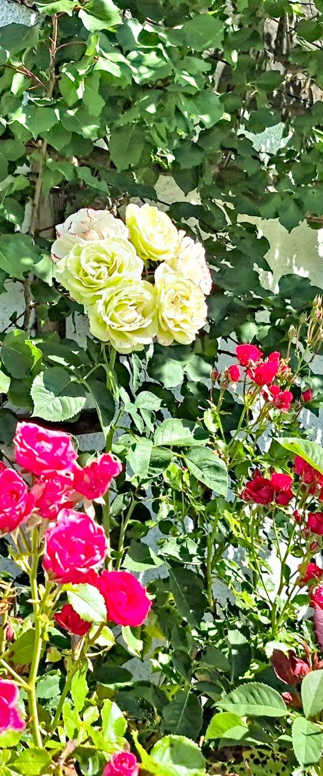 Angererhof – bild 56