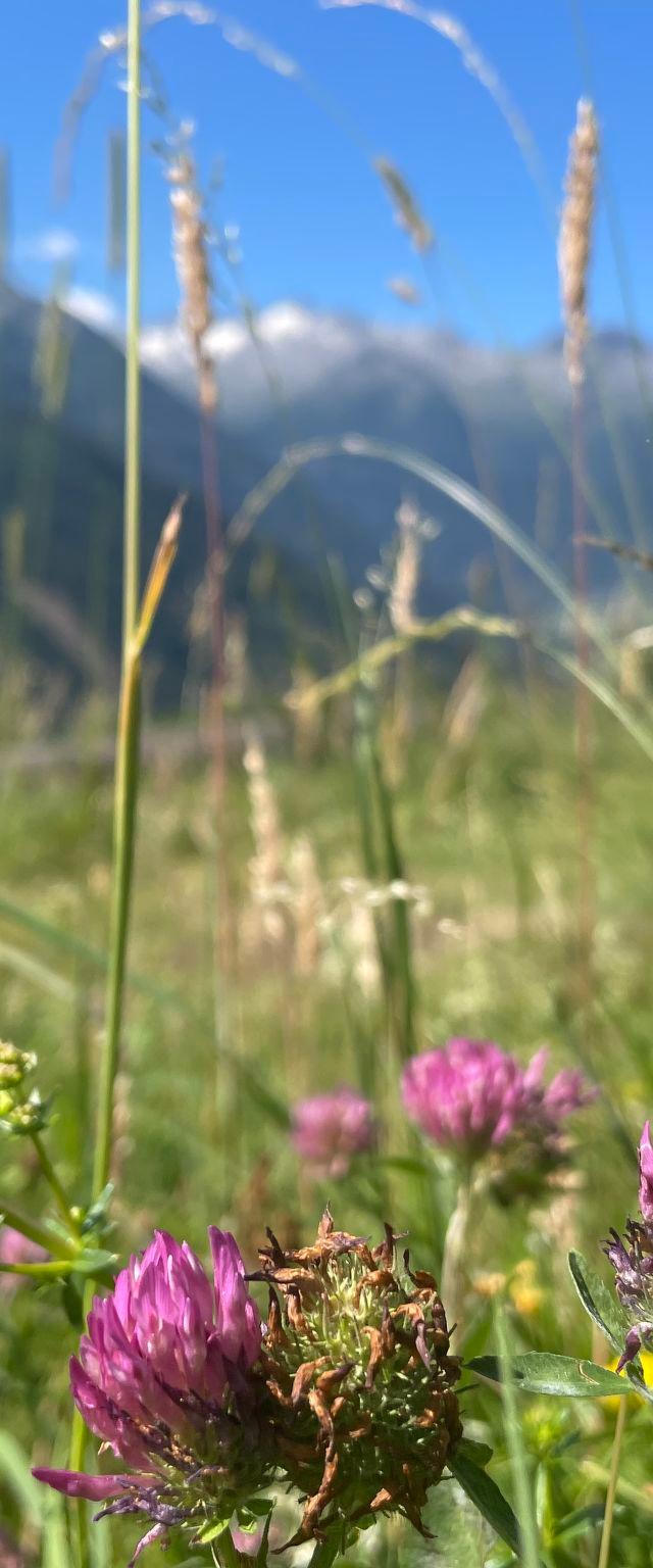 Panoramaperle – bild 61
