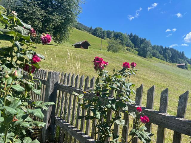 Panoramaperle – billede 65