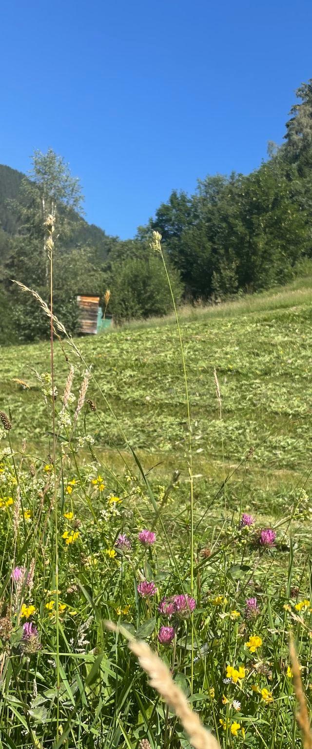 Panoramaperle – bild 69