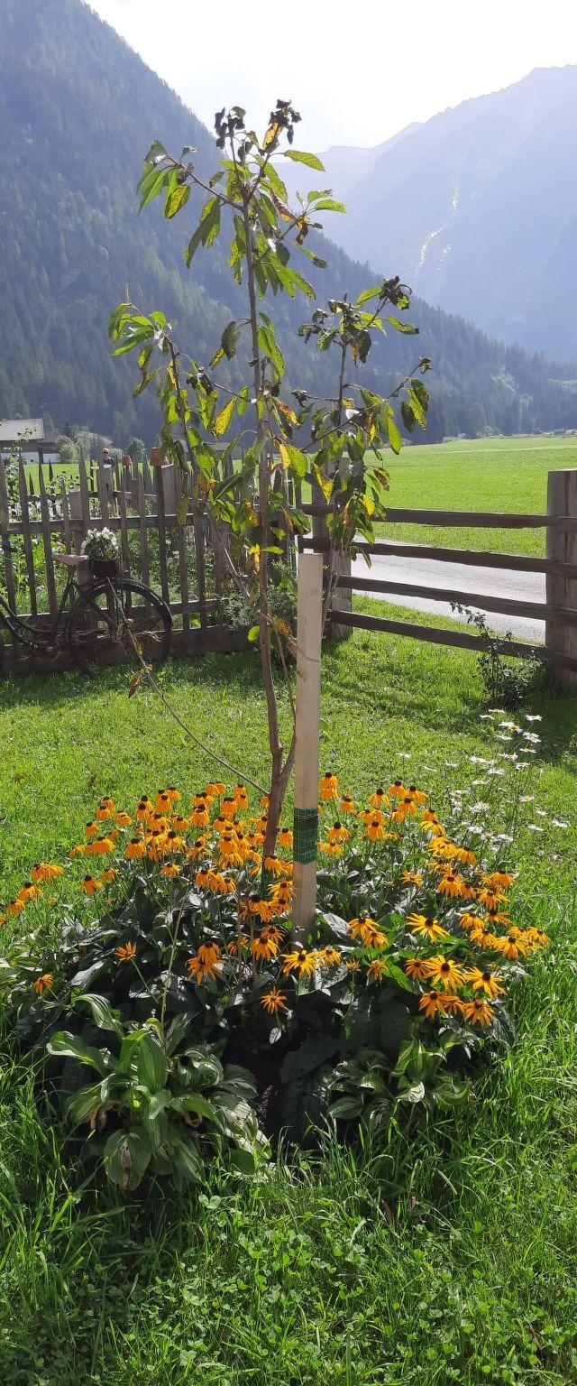 Althaus – bild 27