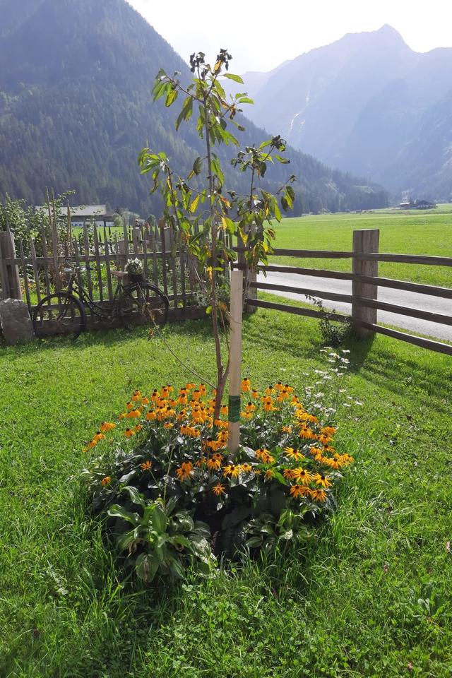 Althaus – billede 27