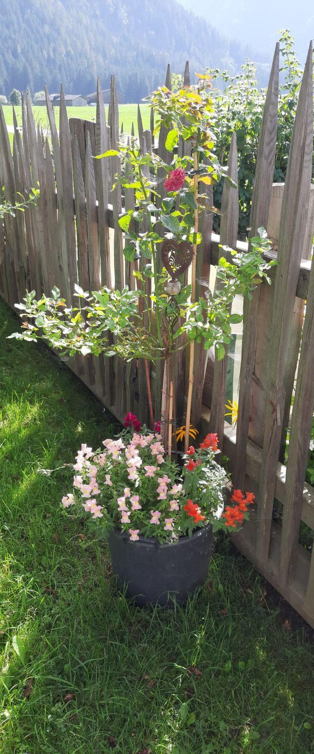 Althaus – bild 32