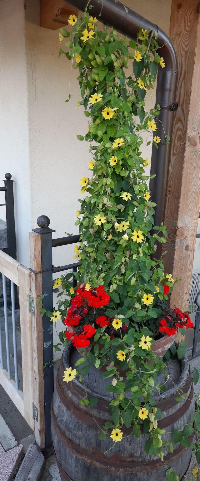 Althaus 1 – bild 22