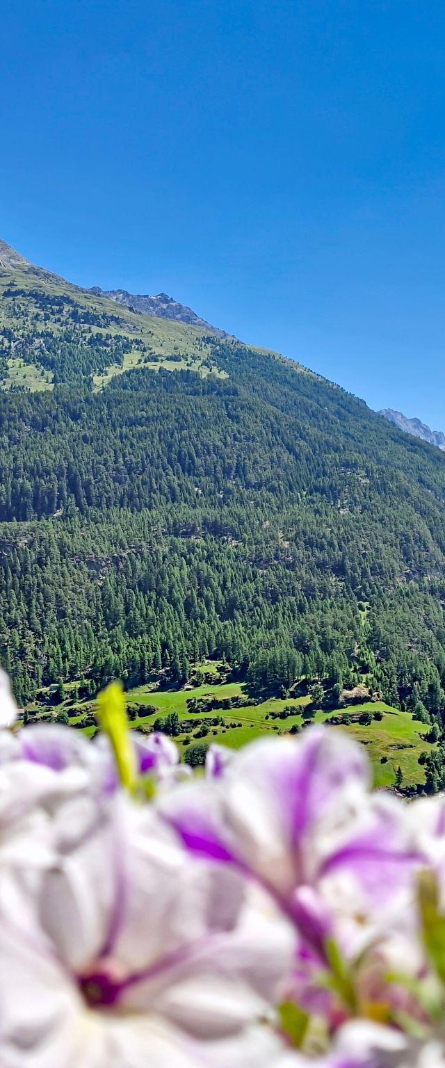Alpenblick – billede 38