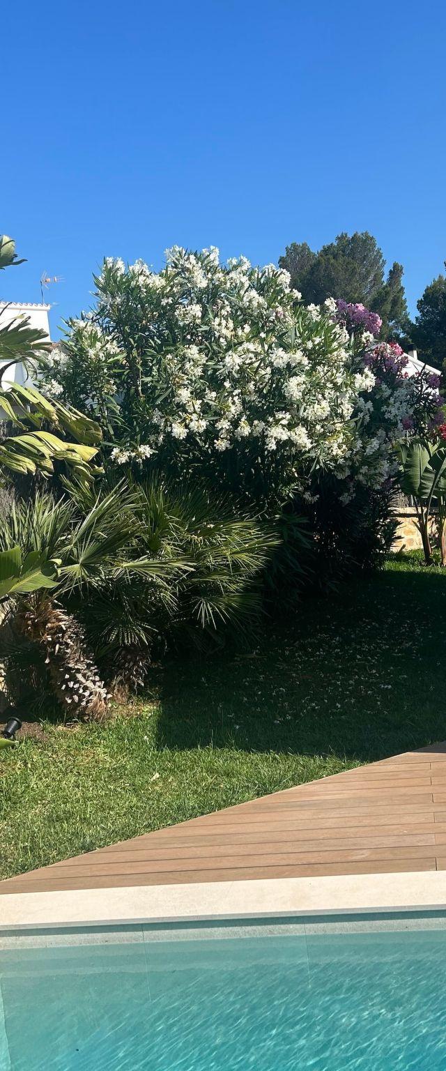 Villa Paradiso – billede 7