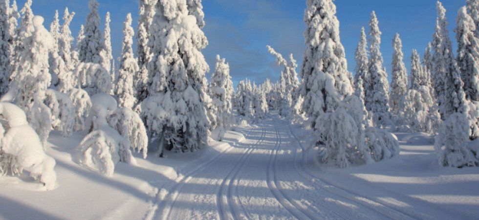 Ett snöigt skogslandskap med höga träd täckta av tung snö, perfekt för ett skiferie i Sverige. Skid- eller snöskoterspår löper genom landskapet under en klarblå himmel, med långa skuggor som sträcker sig över den solbelysta snön.