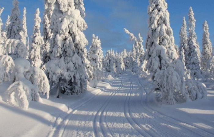 Ett snöigt skogslandskap med höga träd täckta av tung snö, perfekt för ett skiferie i Sverige. Skid- eller snöskoterspår löper genom landskapet under en klarblå himmel, med långa skuggor som sträcker sig över den solbelysta snön.