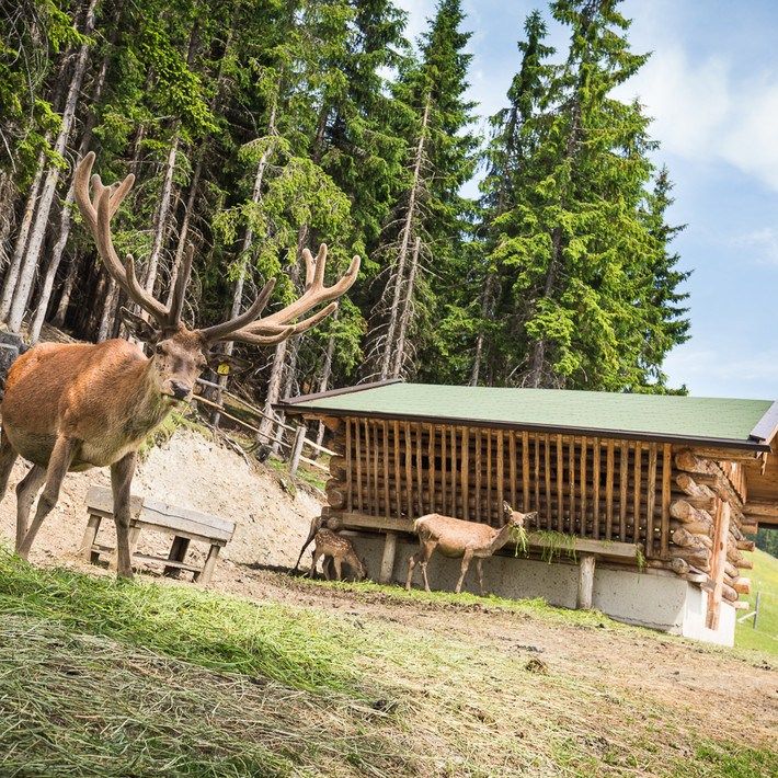 En grupp rådjur, inklusive en stor hjort med horn, står nära ett trätimmerskydd i ett gräsbevuxet skogsområde med höga vintergröna träd under en blå himmel – och fångar den fridfulla skönheten hos sommerferie Østrig eller Saalbach.