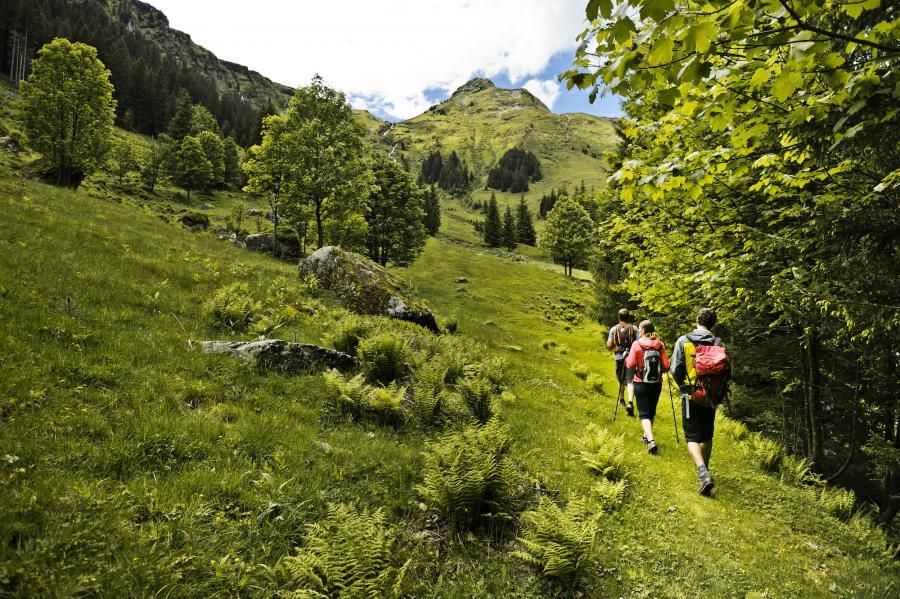 Tre vandrere med rygsække nyder en sommerferie i Saalbach, mens de går langs en frodig grøn bjergsti omgivet af træer og bregner. En stejl bakke med en fyrreskov rejser sig i baggrunden under en delvist overskyet himmel.