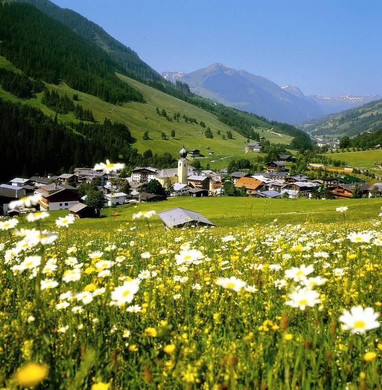 En malerisk dal i Saalbach, perfekt til en sommerferie, byder på en charmerende landsby omkranset af frodige grønne bakker og bjerge. Hvide tusindfryd blomstrer i forgrunden under en klar blå himmel, mens en kirke med et spir majestætisk tårner sig op over landsbyens tage.
