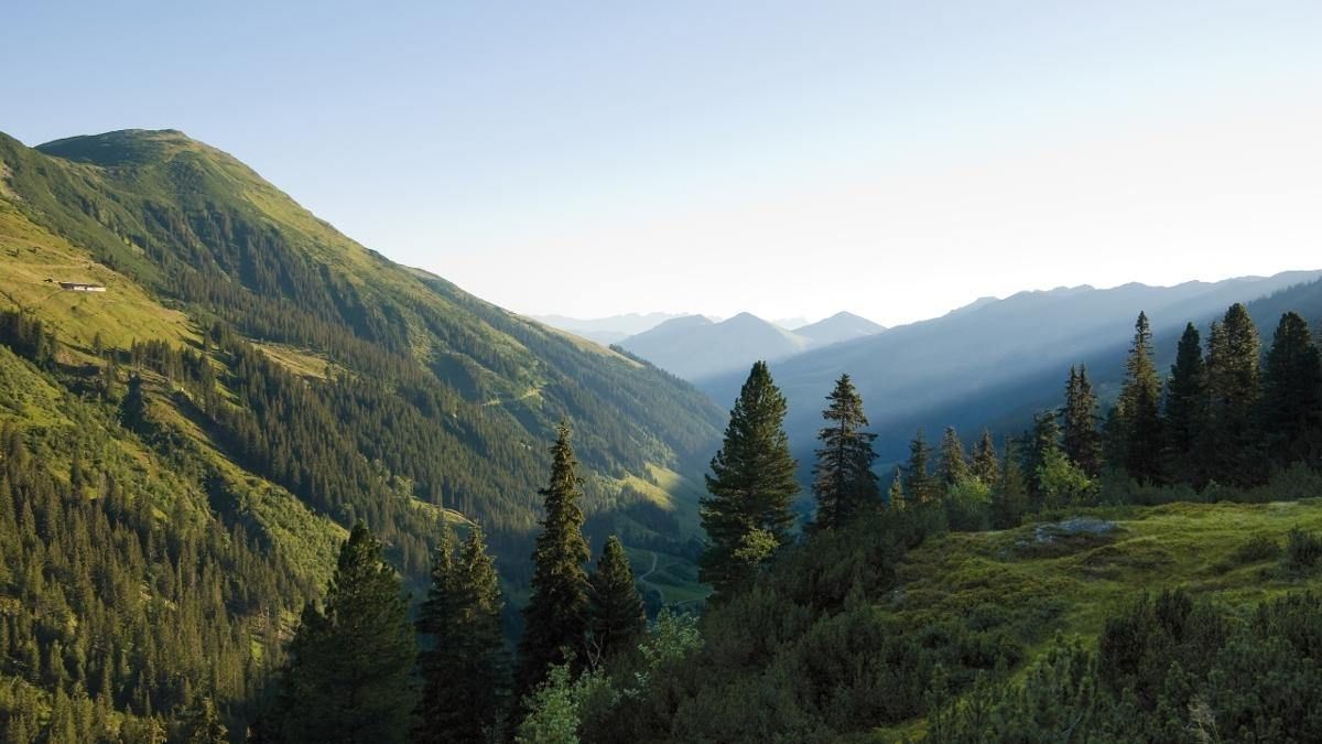 Et fredfyldt bjerglandskab med frodige grønne bakker og tætte fyrretræer under en klar blå himmel, der minder om en sommerferie i Westendorf. De fjerne bjerge danner en diset kulisse, der skaber en følelse af dybde og ro.