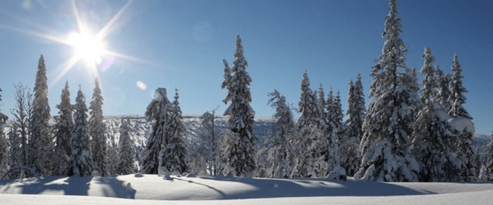Et snelandskab med høje snedækkede træer under en klar blå himmel. Solen skinner klart og kaster skygger på sneen - en perfekt scene for et skiferieeventyr.