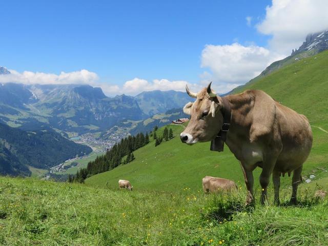 Hotel Regina Titlis, a Trademark Collection by Wyndham – billede 26