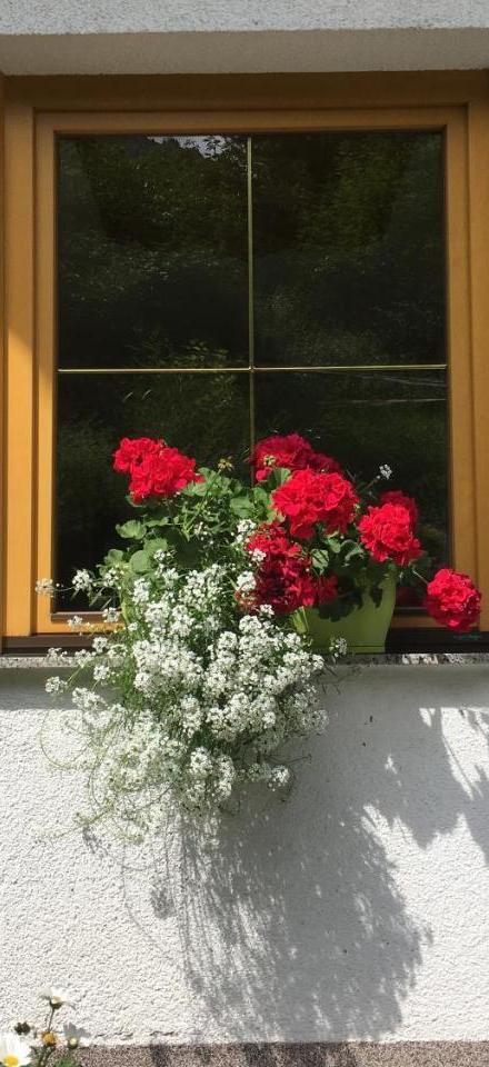 Haus Wildebene – billede 4