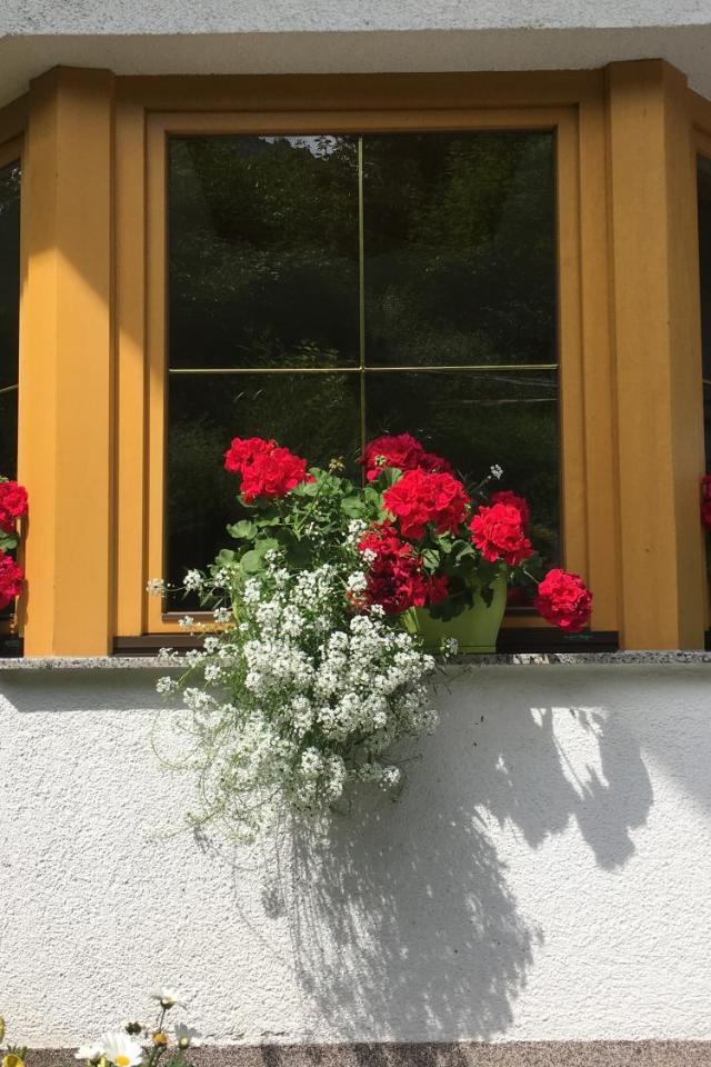 Haus Wildebene – billede 4