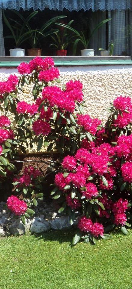 Gondelblick – billede 4