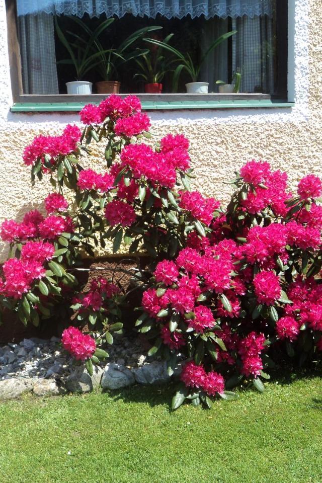 Gondelblick – billede 4
