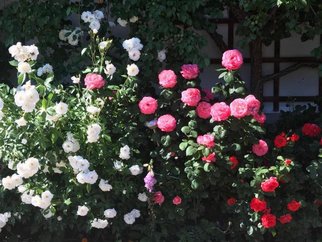 Haus Katharina – billede 7